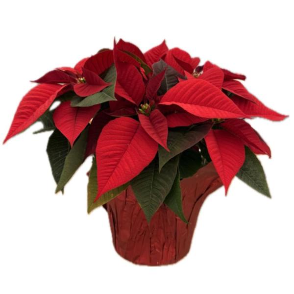 Poinsettia 6 Inch
