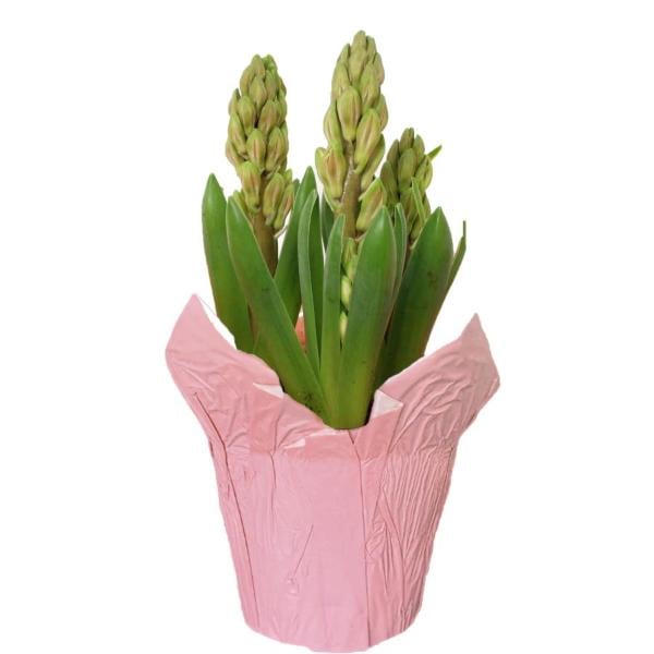 Assorted Bulbs 4 Inch