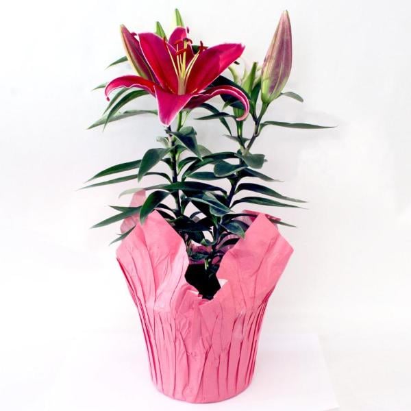Love Lily 6 Inch