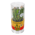 Giant Sarracenia Pitcher Plant 3 Inch