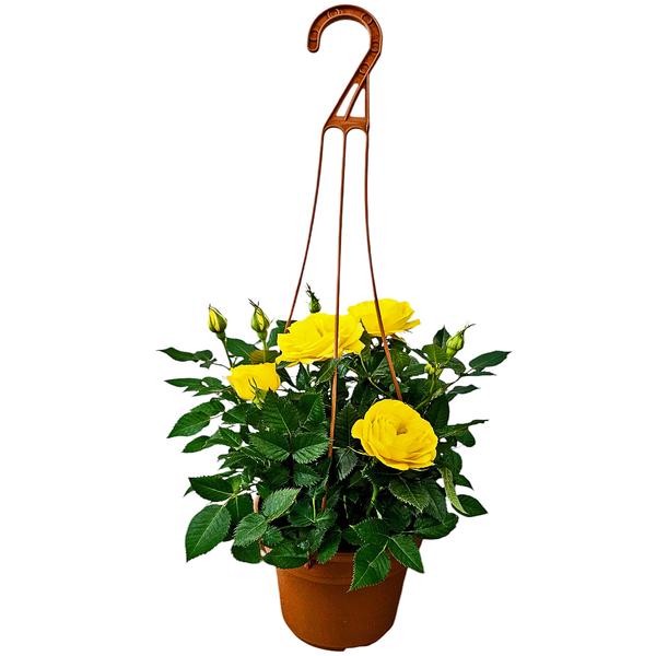 Mini Rose Hanging Basket 4 Inch