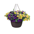 Blooming Hanging Baskets
