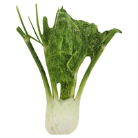 Fennel (Anise)