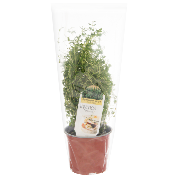 D.S. Cole Growers Potted Thymes of Europa