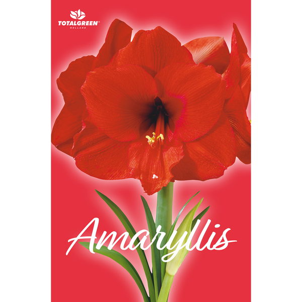 TotalGreen Red Lion Amaryllis Bulb Kit