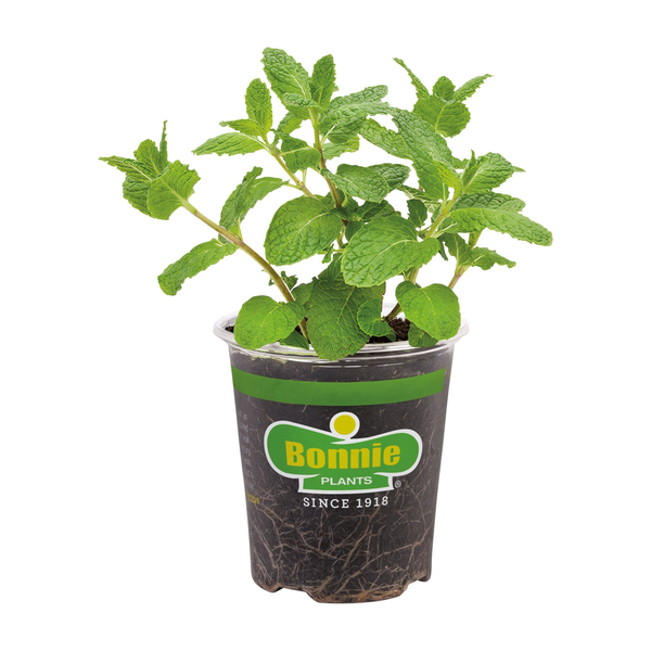 Bonnie Plants Sweet Mint Potted Plant