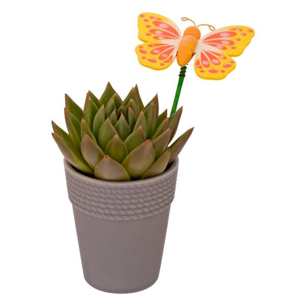 GCG Succulent 2.5 Inch