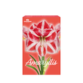 TotalGreen Minerva Amaryllis Bulb Kit