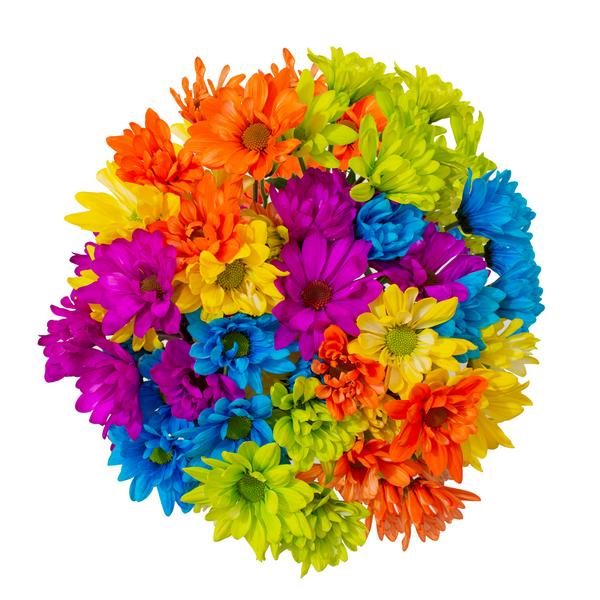 Tinted Daisies (Bright)