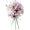 Giant Alstroemeria Pink