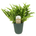 Ferns (Assorted) 4.5 Inch Pot
