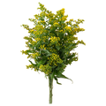 Our Brand Solidago Yellow