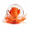 Rose Globe Orange