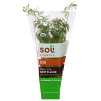 Soli Organic Dill Plant