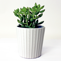 Succulent 3.5 Inch