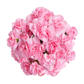Giant Mini Carnations Pink