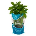 That's Tasty Living Basil Organic 6 Inch