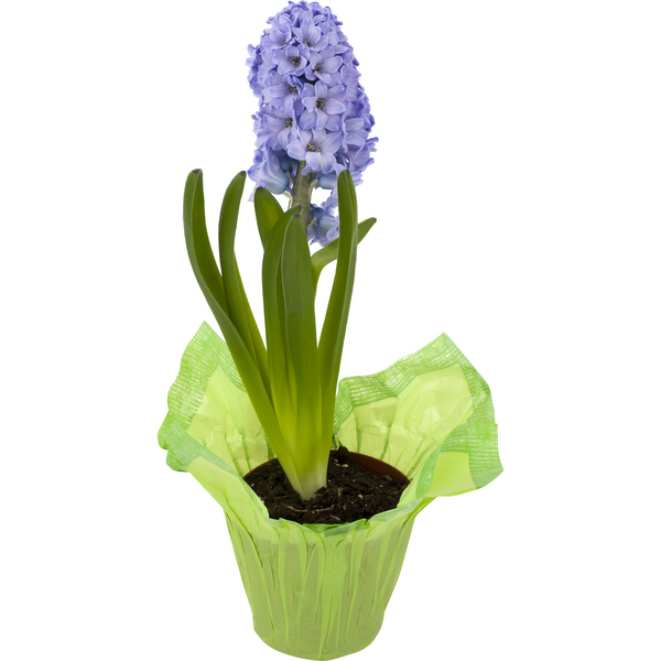 Hyacinth 4 Inch