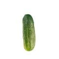 Pickling Cucumbers