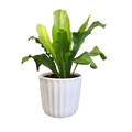 Our Brand Assorted Foliage 5.5 Inch