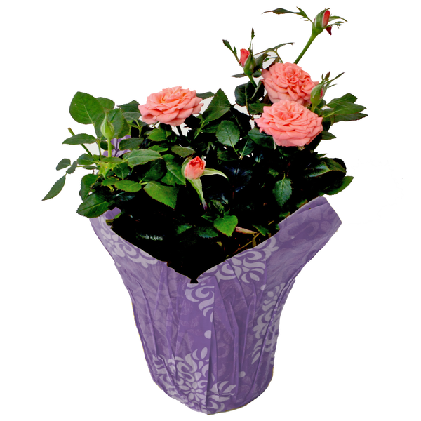 Mini Rose Pink in Mylar