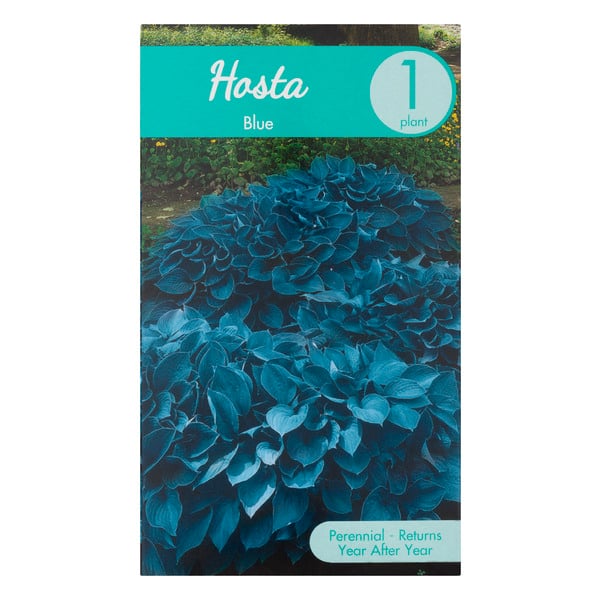 Garden State Bulb Company Hosta Blue