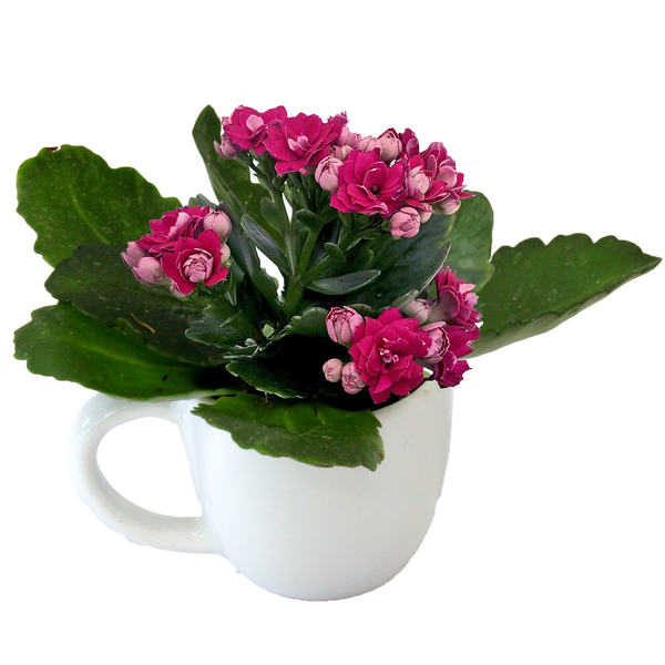 Calandiva in Teacup