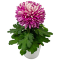 Cosmo Mums 4 Inch