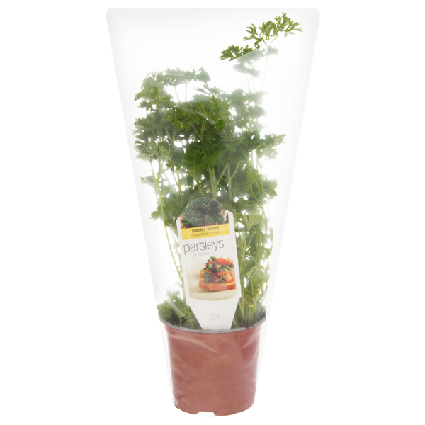 D.S. Cole Growers Potted Parsleys of Roma