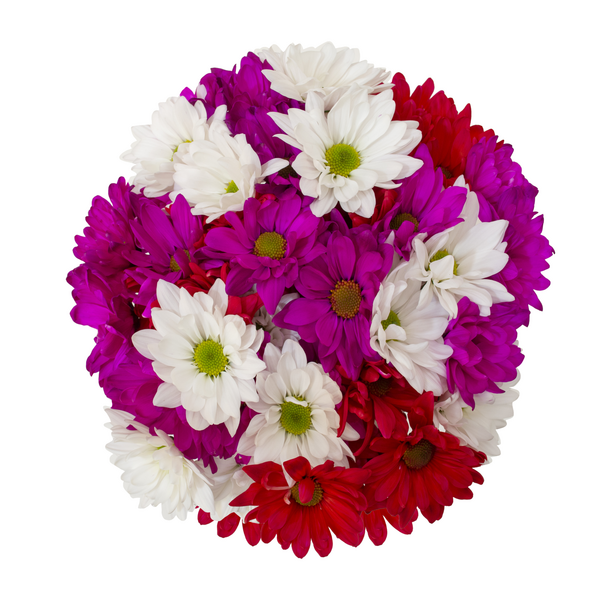 Tinted Daisies (Valentine's Day)