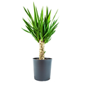 Yucca Plant 10 Inch in Decorative Pot