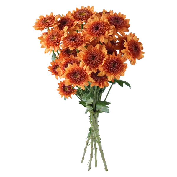 Stop & Shop D.I.Y. Spray Mums Bronze