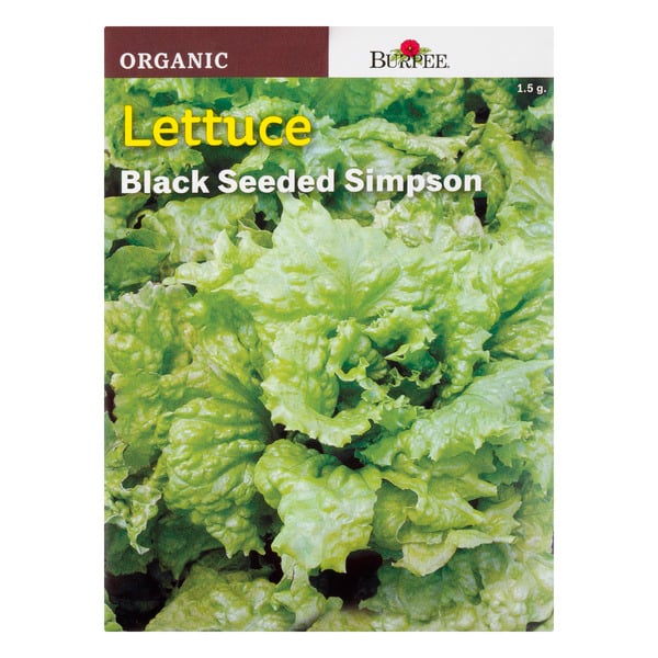 Burpee Vegetable Lettuce Black Seeded Simpson Organic
