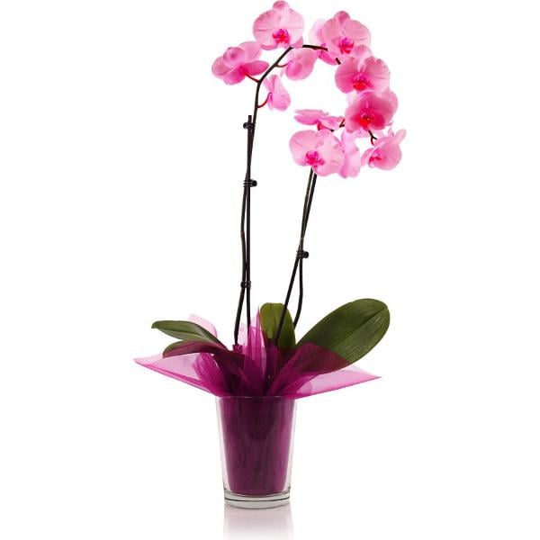 Orchid 5 Inch