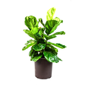Lyrata 10 Inch in Decorative Pot