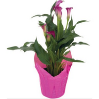 Calla Lily 6 Inch