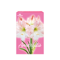 TotalGreen Apple Blossom Amaryllis Bulb Kit
