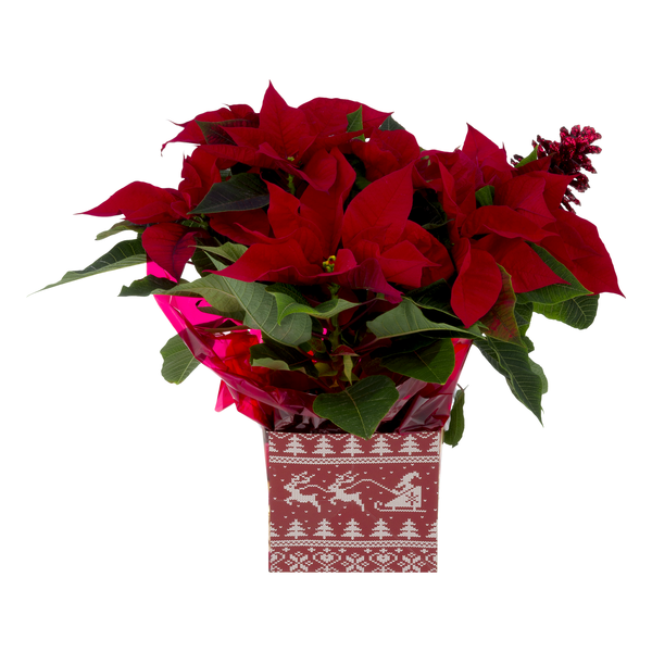 Giant Holiday Red Poinsettia Red 6 Inch Gift Bag