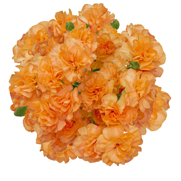 Stop & Shop Mini Carnations Orange