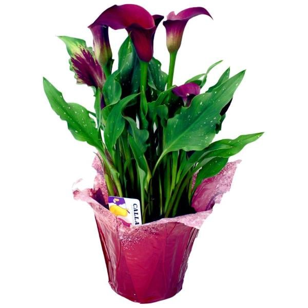 Calla Lily 4.5 Inch