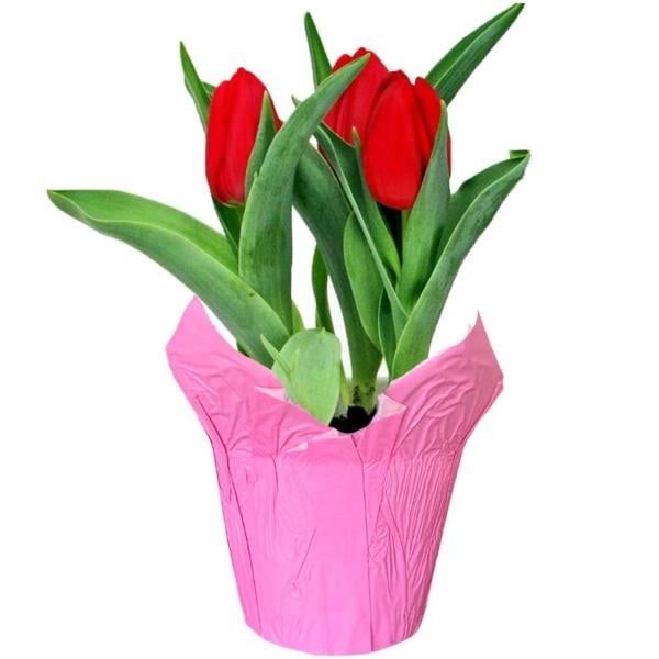 Tulips 4 Inch