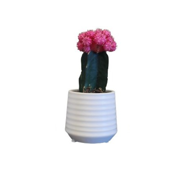 Crafted Cactus 2.5 Inch Pot