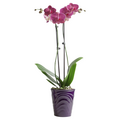 Orchids Phal Orchid in Ceramic Pot (Color of Pot May Vary)