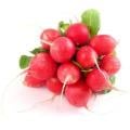 Red Radishes