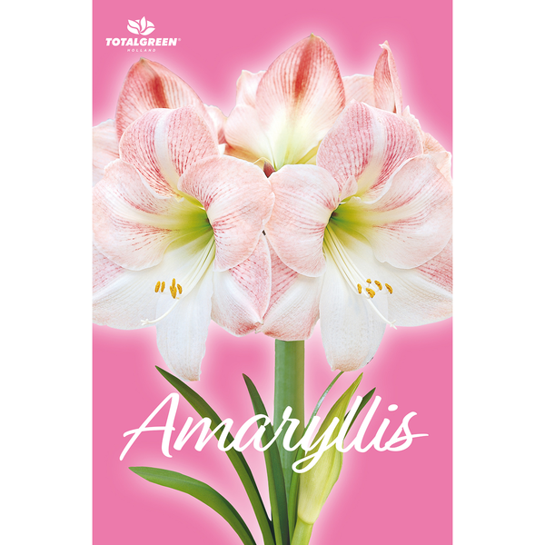 TotalGreen Apple Blossom Amaryllis Bulb Kit