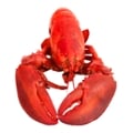 Wild Caught Cooked Chicken Lobster Fresh
