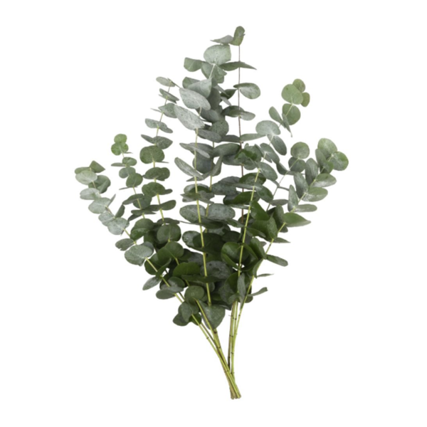 Giant Eucalyptus Baby Blue