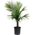 Majesty Palm 10 Inch