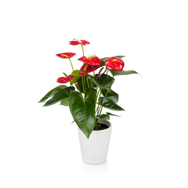Anthurium 5 Inch in Ceramic Pot