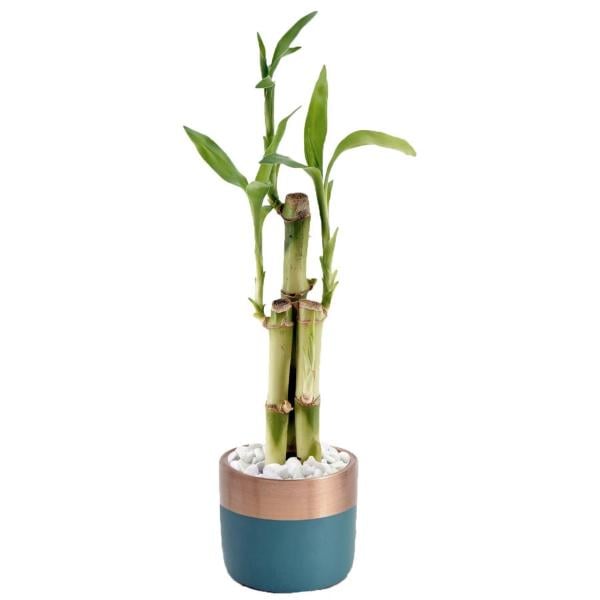 Lucky Bamboo